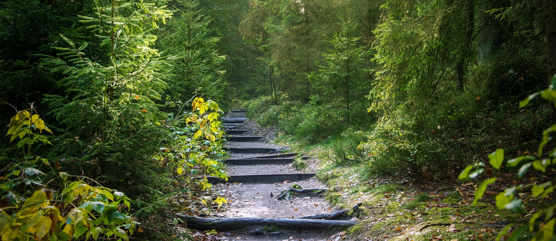 Wooded path of reflection, green and serene