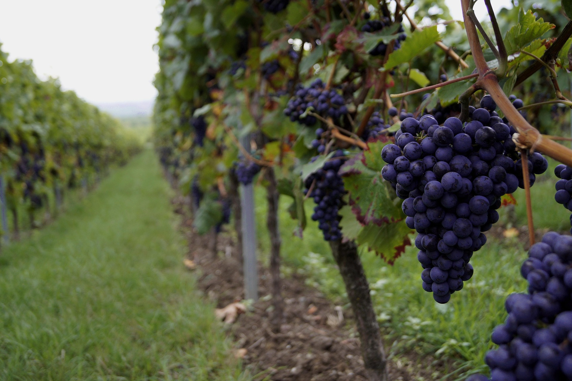 Beautiful vineyard scenery representing the vines that connect us