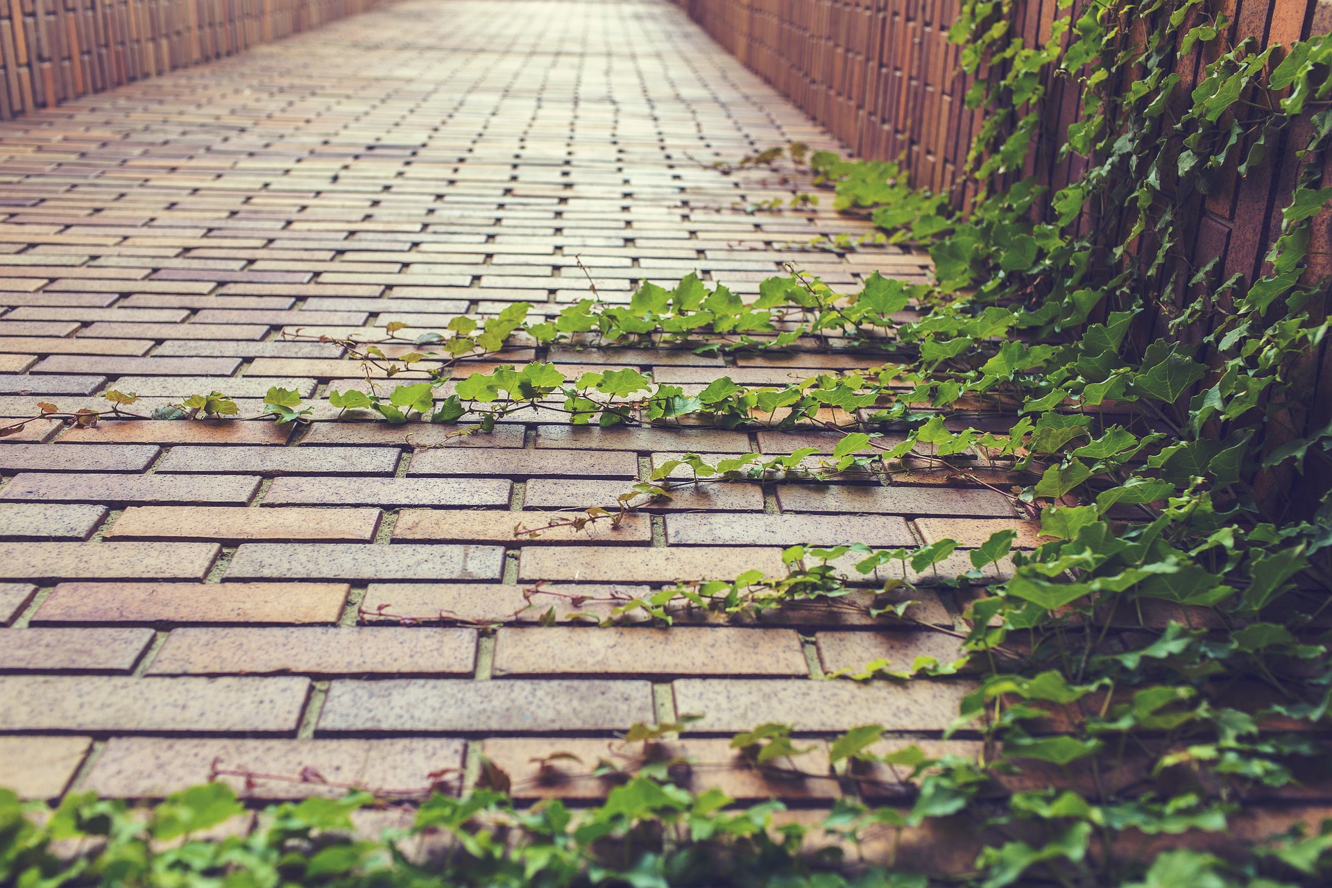 vines growing up wall, personal growth and well-being