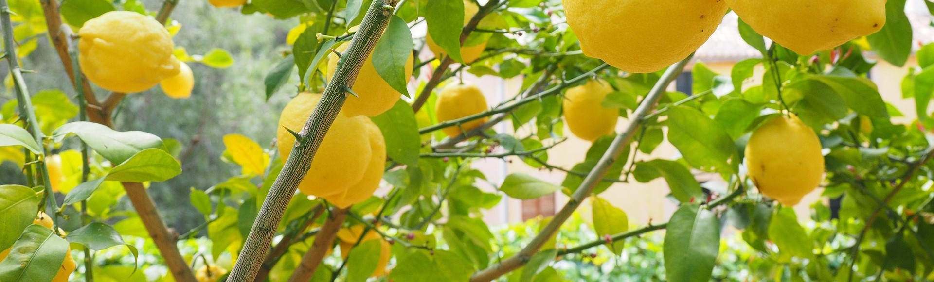 bright fresh lemon tree representing growth and brightness