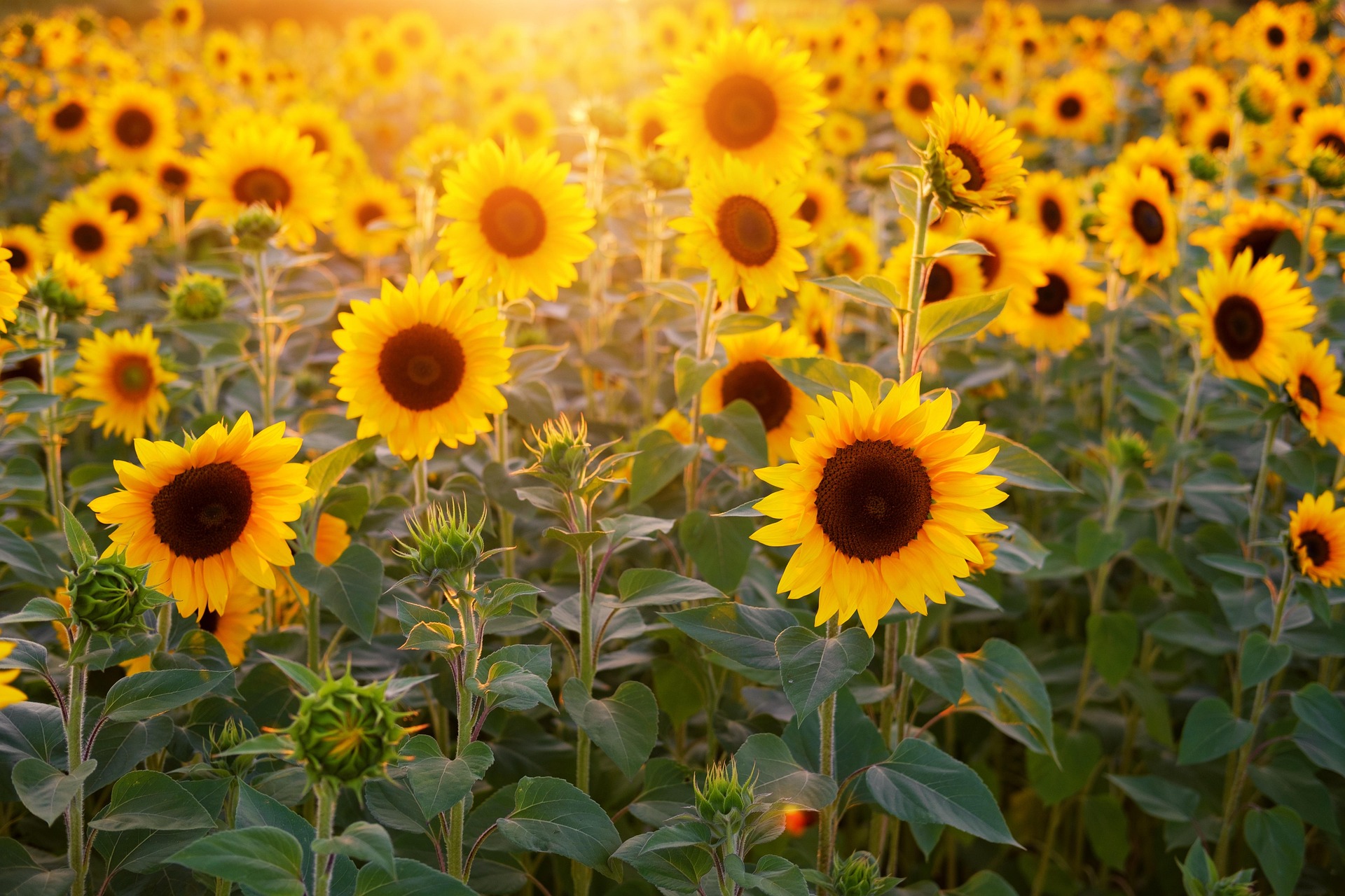 gorgeous sunflowers showing openness, beauty and freedom